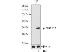 Western blot analysis of extracts from 293 cells using Phospho-CDK6-Y13 antibody (ABIN3020141, ABIN3020142, ABIN3020143 and ABIN1681462). (CDK6 Antikörper  (pTyr13))