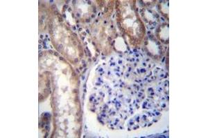 Immunohistochemistry analysis in formalin fixed and paraffin embedded human kidney tissue reacted with GNA14 Antibody (N-term) followed by peroxidase conjugation of the secondary antibody and DAB staining.