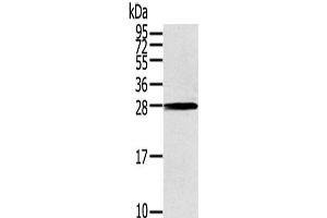 Western Blot analysis of 231 cells using THAP3 Polyclonal Antibody at dilution of 1/200 (THAP3 Antikörper)