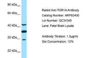Western Blotting (WB) image for anti-Torsin Family 1, Member A (Torsin A) (TOR1A) (C-Term) antibody (ABIN2789483) (TOR1A Antikörper  (C-Term))
