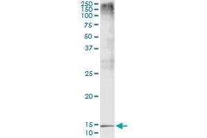 Immunoprecipitation of PTH transfected lysate using mouse monoclonal anti-PTH and Protein A Magnetic Bead (PTH (Human) IP-WB Antibody Pair)