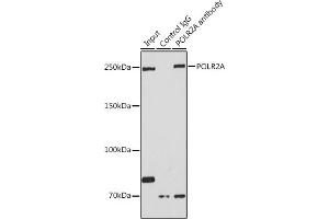 Immunoprecipitation analysis of 200 μg extracts of HeLa cells using 3 μg POLR2A antibody (ABIN3022932, ABIN3022933, ABIN3022934 and ABIN6219303). (POLR2A/RPB1 Antikörper  (AA 1-260))