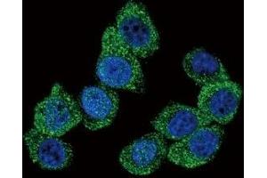 Confocal immunofluorescent analysis of PGK1 antibody with HeLa cells followed by Alexa Fluor 488-conjugated goat anti-rabbit lgG (green). (PGK1 Antikörper  (AA 117-145))