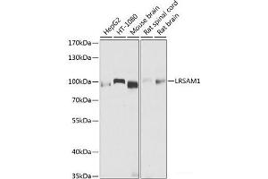 Western blot analysis of extracts of various cell lines using LRSAM1 Polyclonal Antibody at dilution of 1:1000. (LRSAM1 Antikörper)