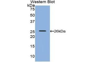 Western Blotting (WB) image for anti-Poliovirus Receptor-Related 2 (Herpesvirus Entry Mediator B) (PVRL2) (AA 76-353) antibody (ABIN7441772)