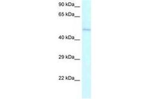 Image no. 1 for anti-Ameloblastin (Enamel Matrix Protein) (AMBN) (AA 286-335) antibody (ABIN6747537) (AMBN Antikörper  (AA 286-335))