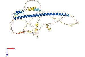 MAFA Protein (AA 1-359) (His tag)