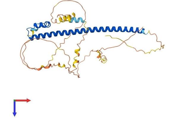 MAFA Protein (AA 1-359) (His tag)