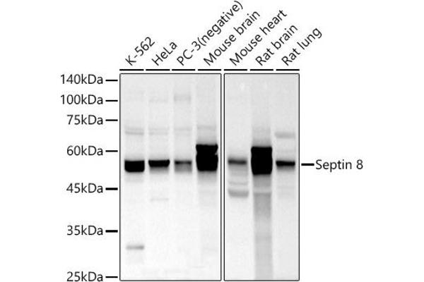 Septin 8 Antikörper  (AA 348-427)