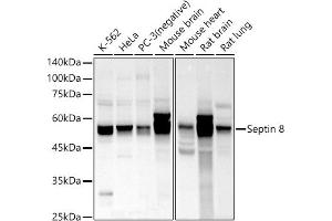 Western blot analysis of extracts of various cell lines, using Septin 8 antibody (ABIN7265350) at 1:1000 dilution. (Septin 8 Antikörper  (AA 348-427))