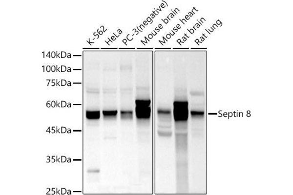Septin 8 anticorps  (AA 348-427)