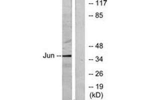 Western blot analysis of extracts from HeLa cells, using c-Jun (Ab-91) Antibody. (C-JUN Antikörper  (AA 58-107))