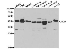 Western blot analysis of extracts of various cell lines, using UROD antibody.