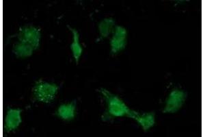 Anti-ATP6V1B1 mouse monoclonal antibody (ABIN2454421) immunofluorescent staining of COS7 cells transiently transfected by pCMV6-ENTRY ATP6V1B1 (RC209462). (ATP6V1B1 Antikörper)
