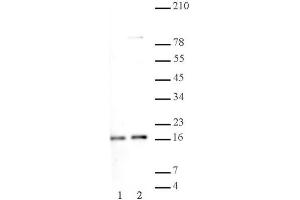 Histone H2A, acidic patch pAb tested by Western blot. (Histone H2A, Idic Patch (AA 89-91) Antikörper)