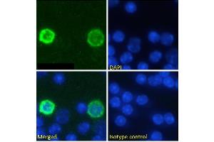 Immunofluorescence staining of fixed mouse splenocytes with anti-PD-1 (programmed cell death protein 1) antibody RMP1-14. (Rekombinanter PD-1 Antikörper)