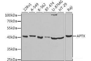 Western blot analysis of extracts of various cell lines using APTX Polyclonal Antibody at dilution of 1:1000. (Aprataxin Antikörper)