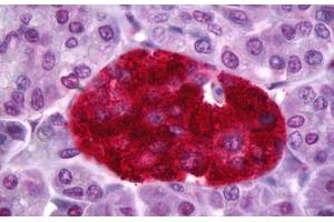 Anti-PTPRN antibody IHC staining of human pancreas, islets of Langerhans.