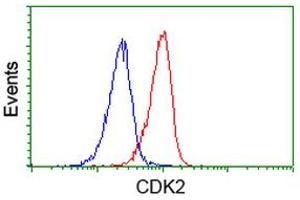 Image no. 3 for anti-Cyclin-Dependent Kinase 2 (CDK2) antibody (ABIN1497397) (CDK2 Antikörper)