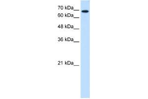 WB Suggested Anti-RPN2 Antibody Titration:  0. (Ribophorin II Antikörper  (N-Term))