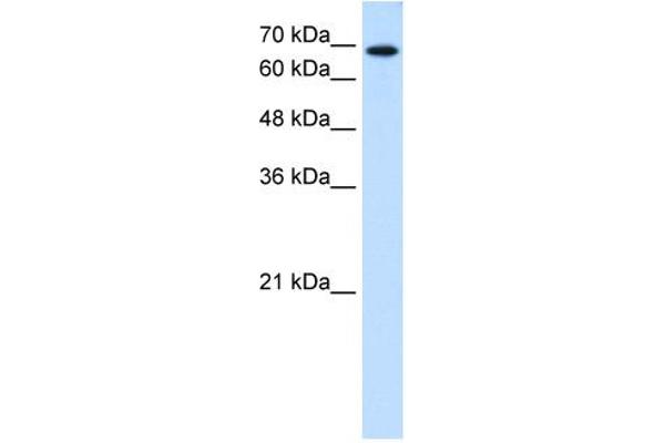 Ribophorin II 抗体  (N-Term)
