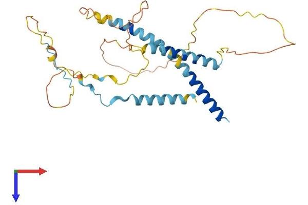 MFF Protein (AA 1-291) (His tag)