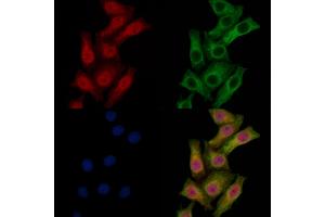 ABIN6265041 and ABIN6269040 staining HepG2 cells by IF/ICC.