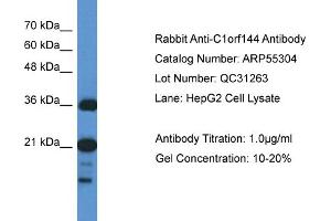 WB Suggested Anti-C1orf144 Antibody Titration: 0. (C1orf144 Antikörper  (N-Term))