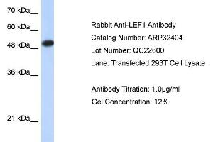 WB Suggested Anti-LEF1 Antibody Titration:  0. (LEF1 Antikörper  (Middle Region))