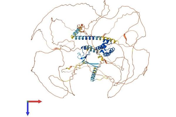 PHC3 Protein (AA 1-983) (His tag)