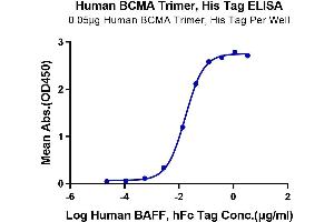 Immobilized Human BCMA Trimer at 0. (BCMA Protein (Trimer) (His-Avi Tag))