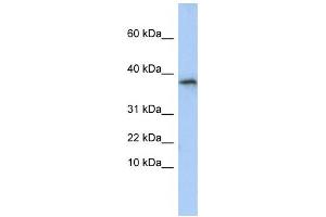 Western Blotting (WB) image for anti-Glycine N-Acyltransferase (GLYAT) antibody (ABIN2459220) (GLYAT Antikörper)