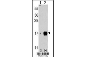 Western blot analysis of IFITM3 (arrow) using rabbit polyclonal IFITM3 Antibody (C-term) (ABIN387990 and ABIN2845008). (Fagilis (IFITM3) (AA 64-93) Antikörper)