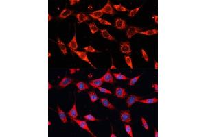 Immunofluorescence (IF) image for anti-Pyruvate Dehydrogenase (Lipoamide) alpha 2 (PDHa2) (AA 119-388) antibody (ABIN6145379)