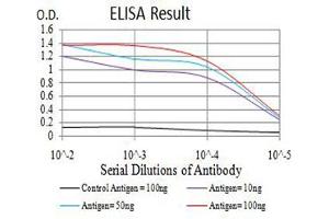 Black line: Control Antigen (100 ng),Purple line: Antigen (10 ng), Blue line: Antigen (50 ng), Red line:Antigen (100 ng) (GRM7 Antikörper  (AA 454-590))