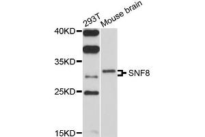 Western blot analysis of extracts of 293T and mouse brain cells, using SNF8 antibody. (SNF8 Antikörper)