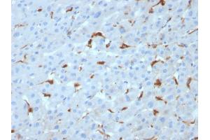 Formalin-fixed, paraffin-embedded human Liver stained with C1QA Mouse Monoclonal Antibody (C1QA/2953). (C1QA Antikörper  (AA 104-237))