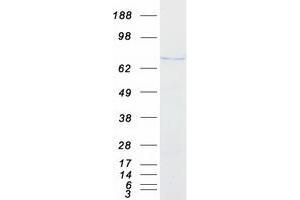 Western Blotting (WB) image for Hook Homolog 2 (HOOK2) (Transcript Variant 1) protein (Myc-DYKDDDDK Tag) (ABIN2722964)