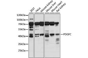 Western blot analysis of extracts of various cell lines, using PDGFC antibody (ABIN7269403) at 1:1000 dilution. (PDGFC Antikörper  (AA 166-345))