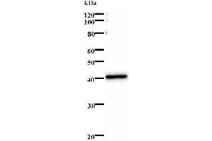 Western Blotting (WB) image for anti-MAX Interactor 1 (MXI1) antibody (ABIN931182)