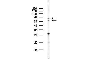anti-G Protein-Coupled Receptor 68 (GPR68) (Internal Region) antibody