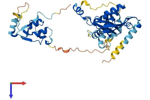 SMARCB1 Protein (AA 1-385) (His tag)