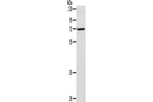 Western Blotting (WB) image for anti-Leukotriene A4 Hydrolase (LTA4H) antibody (ABIN2423744) (LTA4H Antikörper)
