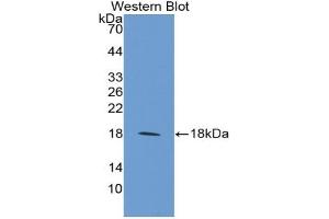 Detection of Recombinant MFAP5, Mouse using Polyclonal Antibody to Microfibrillar Associated Protein 5 (MFAP5) (MFAP5 Antikörper  (AA 25-152))