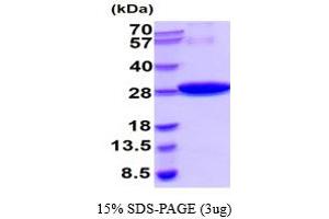 SDS-PAGE (SDS) image for Glutathione S Transferase (GST) (AA 1-224) protein (His tag) (ABIN666898)