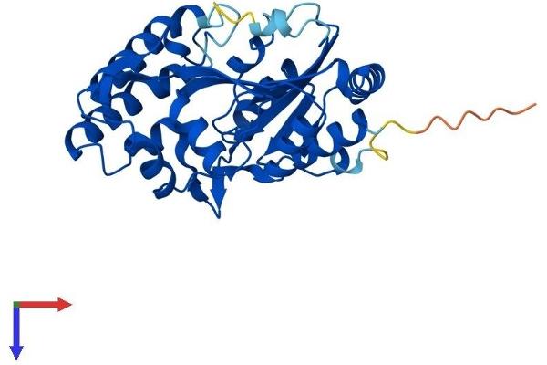 NT5C3L Protein (AA 1-300) (His tag)