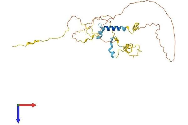 Myozenin 1 Protein (MYOZ1) (AA 1-296) (His tag)