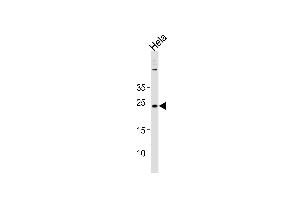 CNO Antibody (Center) (ABIN1881218 and ABIN2843415) western blot analysis in Hela cell line lysates (35 μg/lane). (BLOC1S4 Antikörper  (AA 114-143))