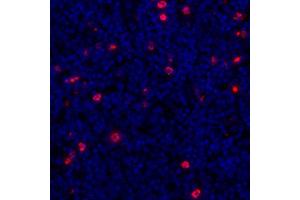 Immunofluorescence (IF) image for anti-Lymphocyte-Activation Gene 3 (LAG3) (AA 23-450) antibody (ABIN7455196) (Rekombinanter LAG3 Antikörper  (AA 23-450))