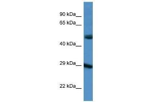 Western Blot showing GJD3 antibody used at a concentration of 1.